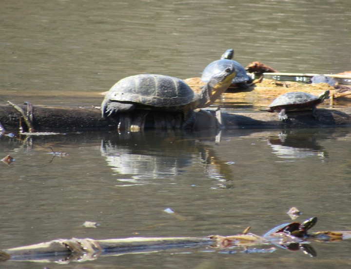 Blanding's Turtle